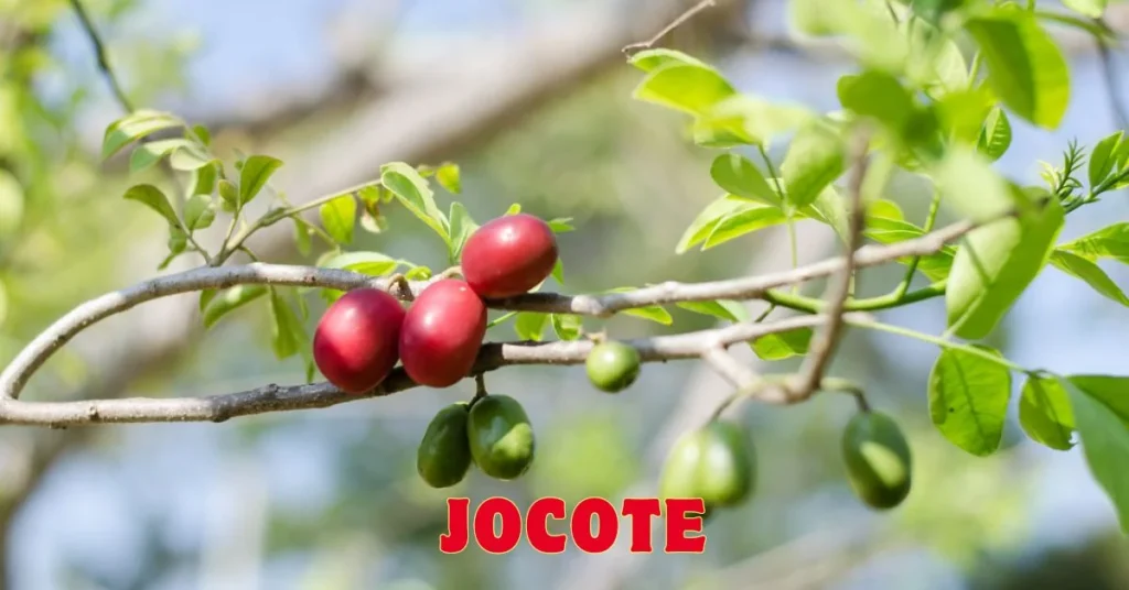 Jocote